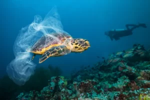 Diving Deep to Tackle Threats to Ocean Waters and Marine Life